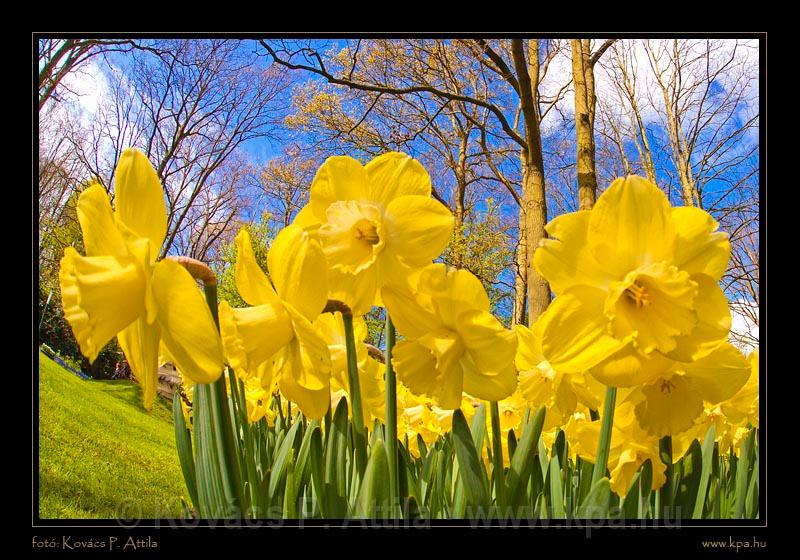 Keukenhof Hollandia 085.jpg